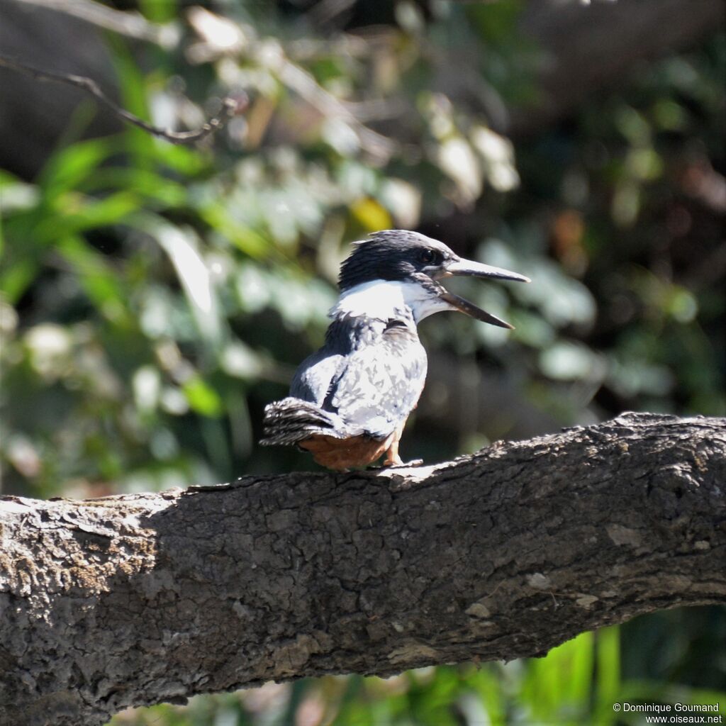 Ringed Kingfisher female adult