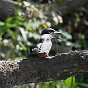 Ringed Kingfisher