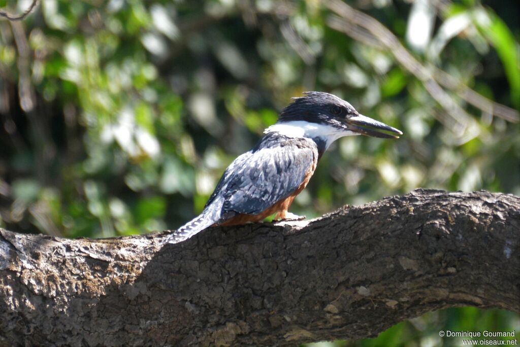 Ringed Kingfisher female adult