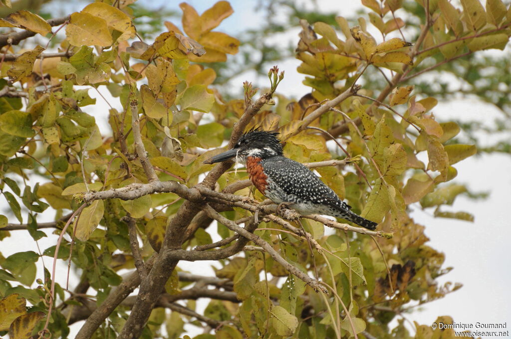 Giant Kingfisher male