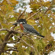 Giant Kingfisher