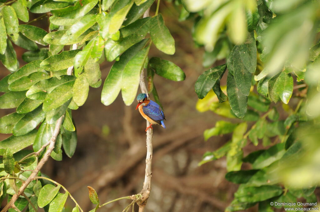 Malachite Kingfisher