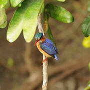 Malachite Kingfisher