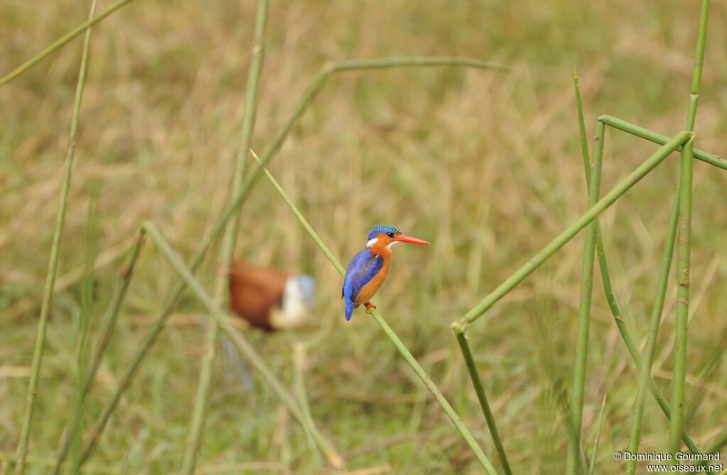 Martin-pêcheur huppé