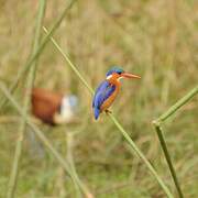 Malachite Kingfisher