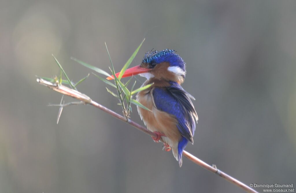 Malachite Kingfisher