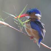 Malachite Kingfisher