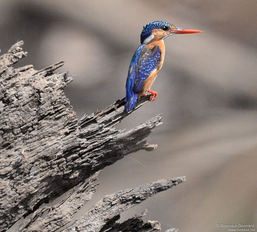 Malachite Kingfisheradult