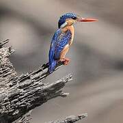 Malachite Kingfisher