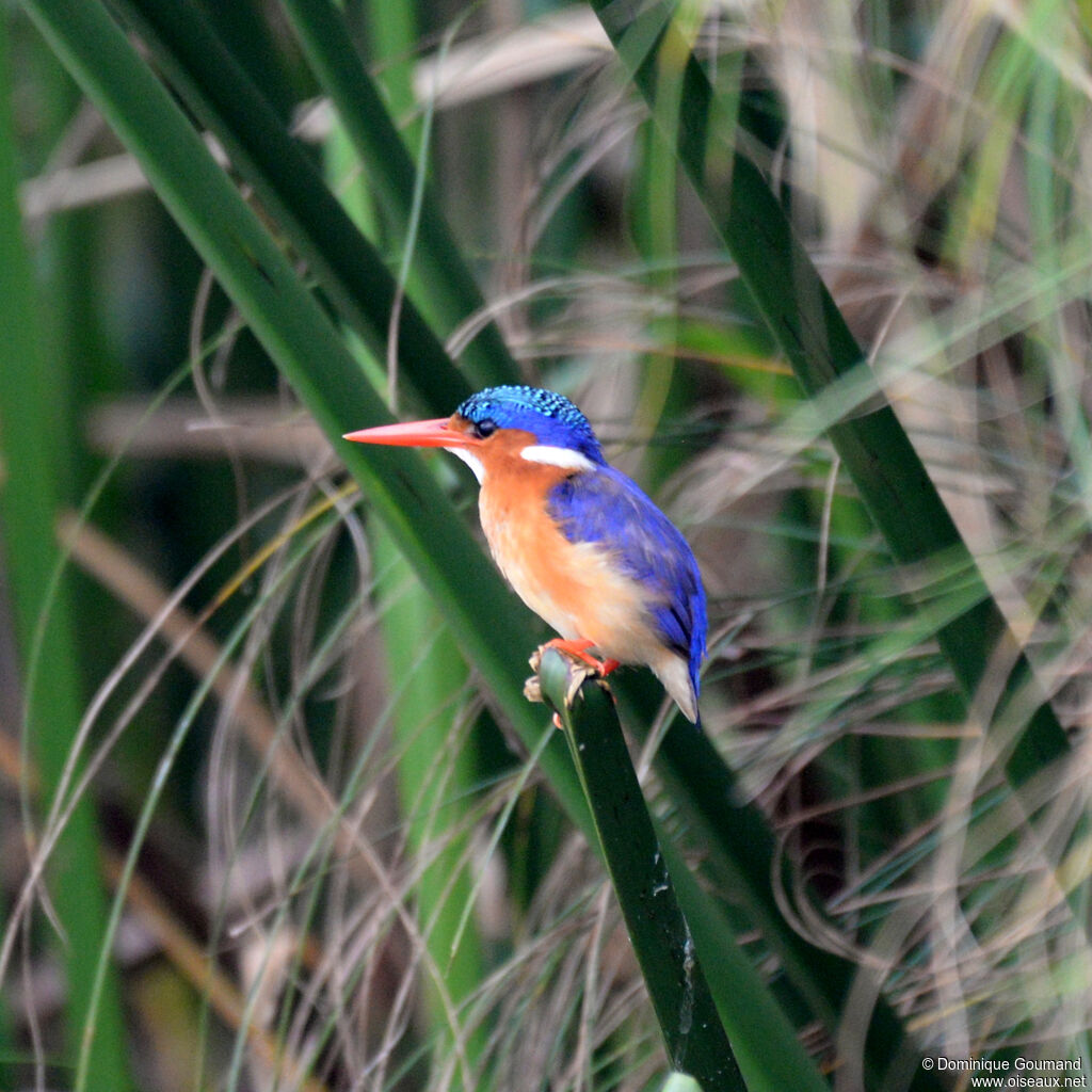 Martin-pêcheur huppéadulte, identification