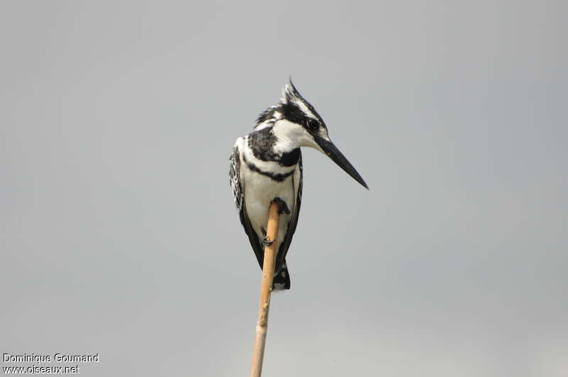 Pied Kingfisher male adult, fishing/hunting, Behaviour