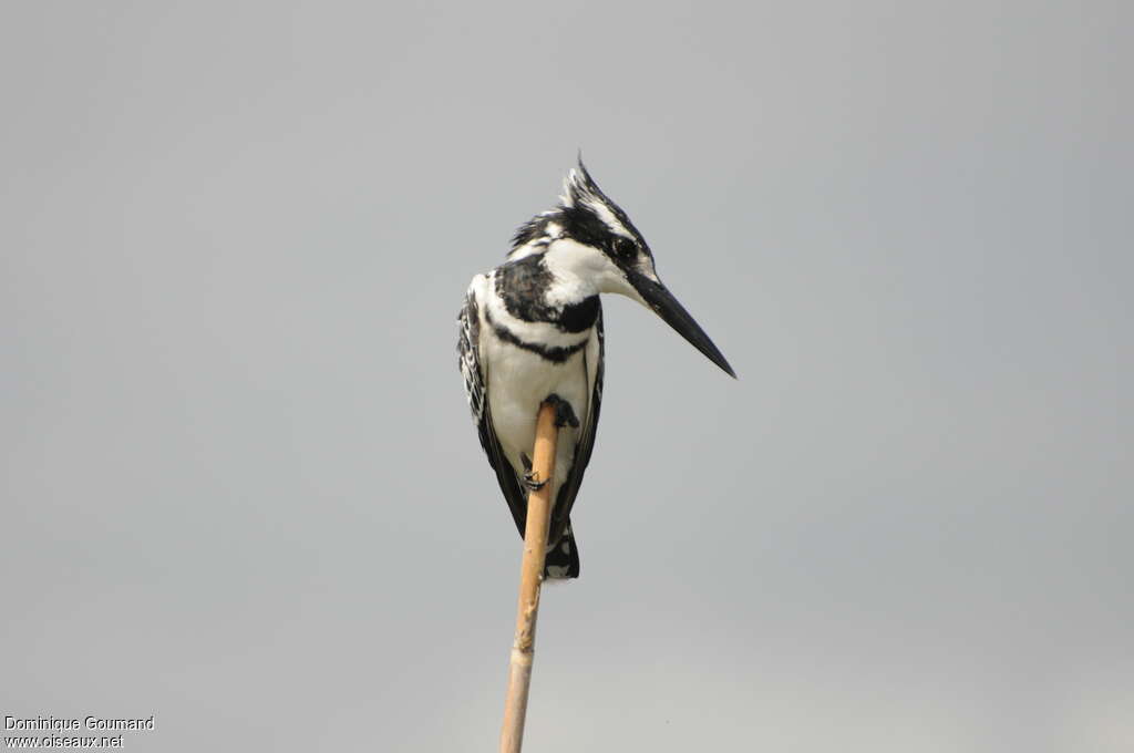 Martin-pêcheur pie mâle adulte, pêche/chasse, Comportement