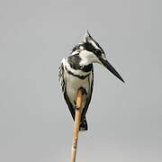 Pied Kingfisher