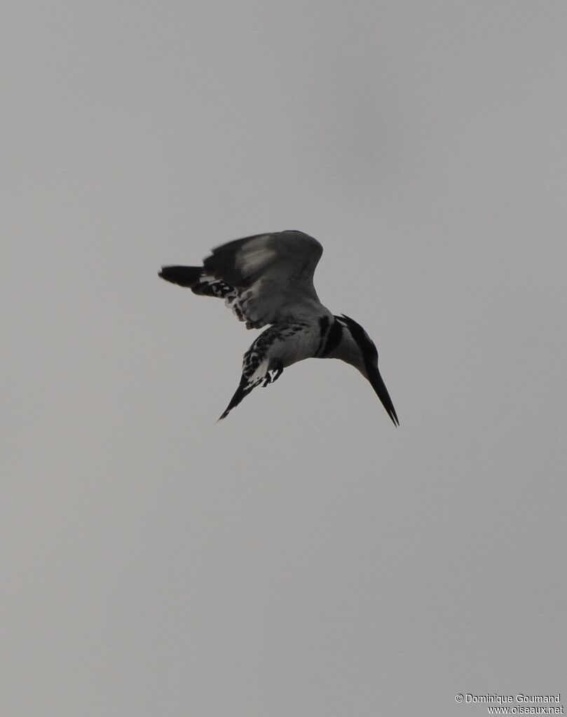 Pied Kingfisher