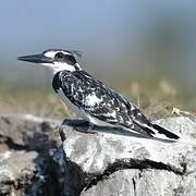 Pied Kingfisher