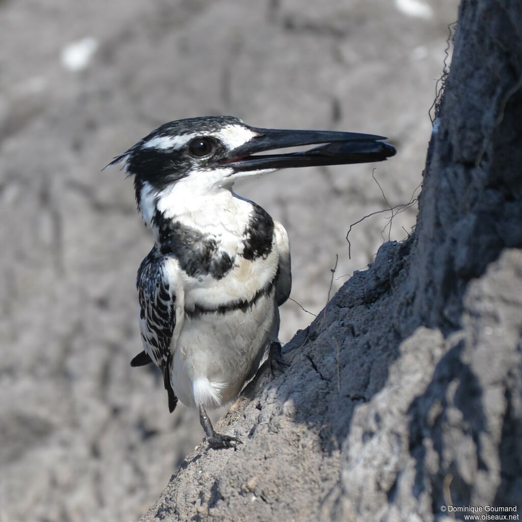 Pied Kingfisher male adult