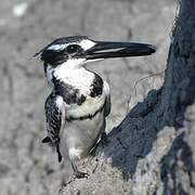 Pied Kingfisher