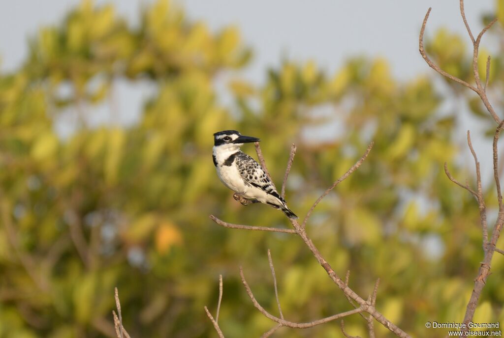 Pied Kingfisher female