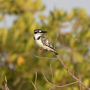 Pied Kingfisher