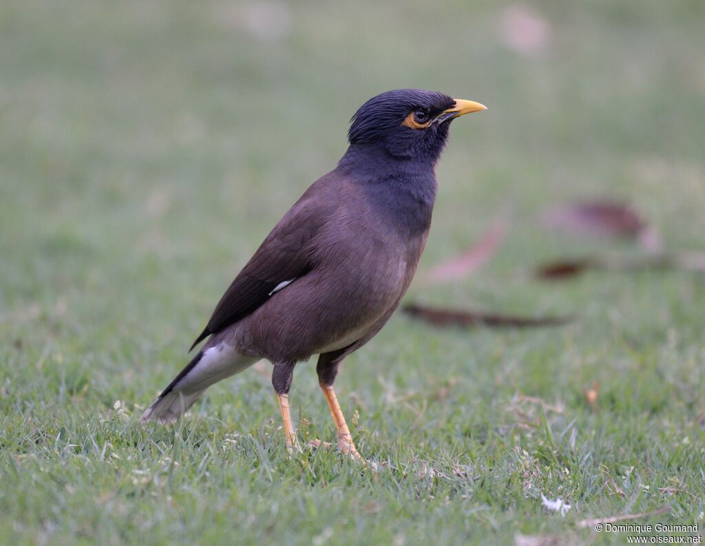 Common Myna