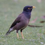 Common Myna