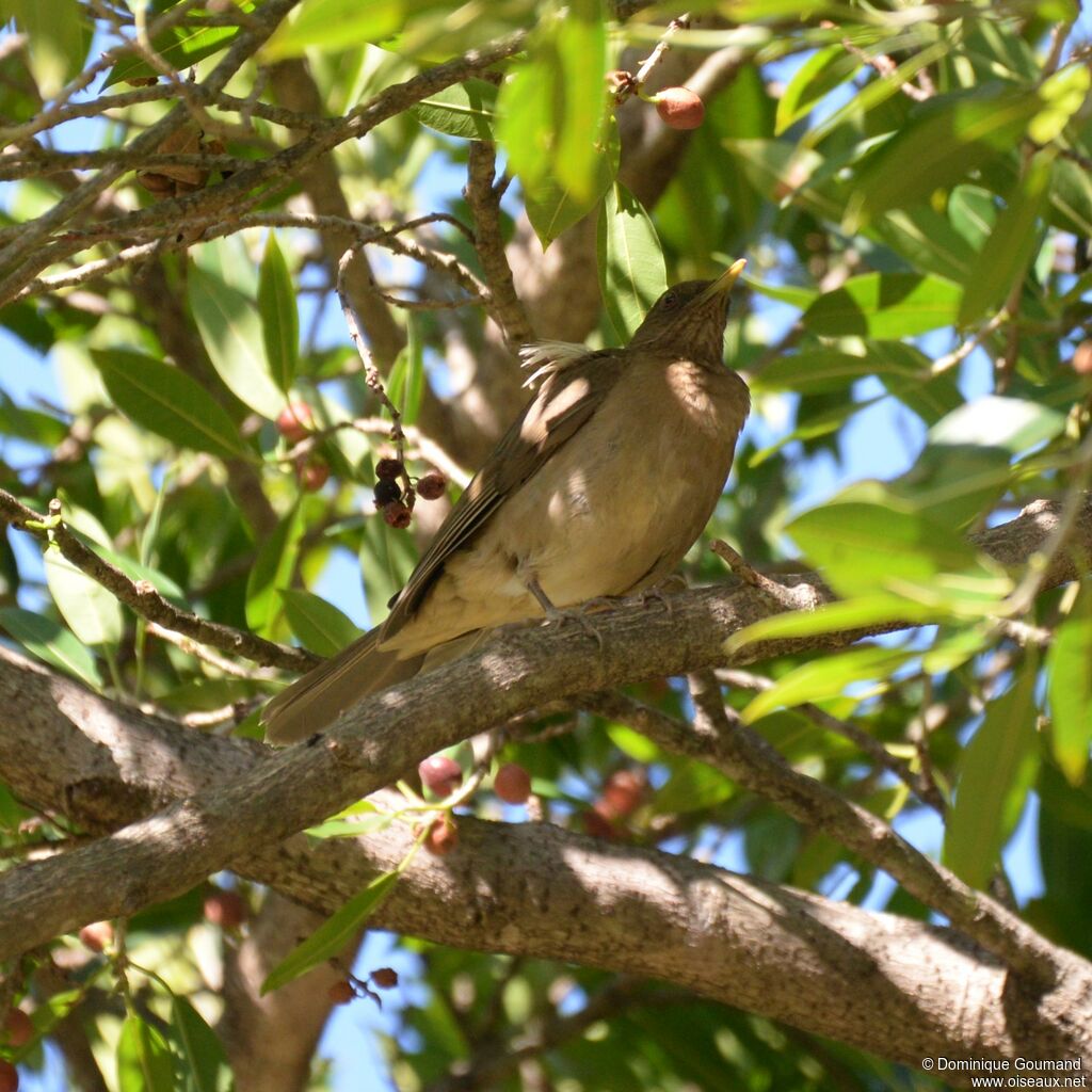 Clay-colored Thrushadult