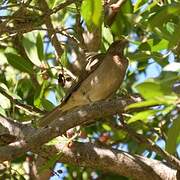 Clay-colored Thrush