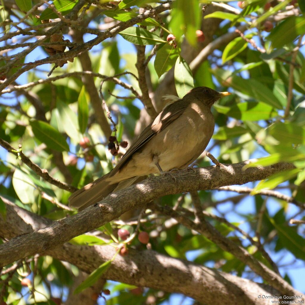 Clay-colored Thrushadult