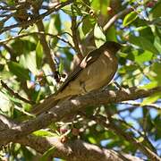 Clay-colored Thrush