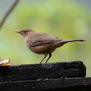 Clay-colored Thrush