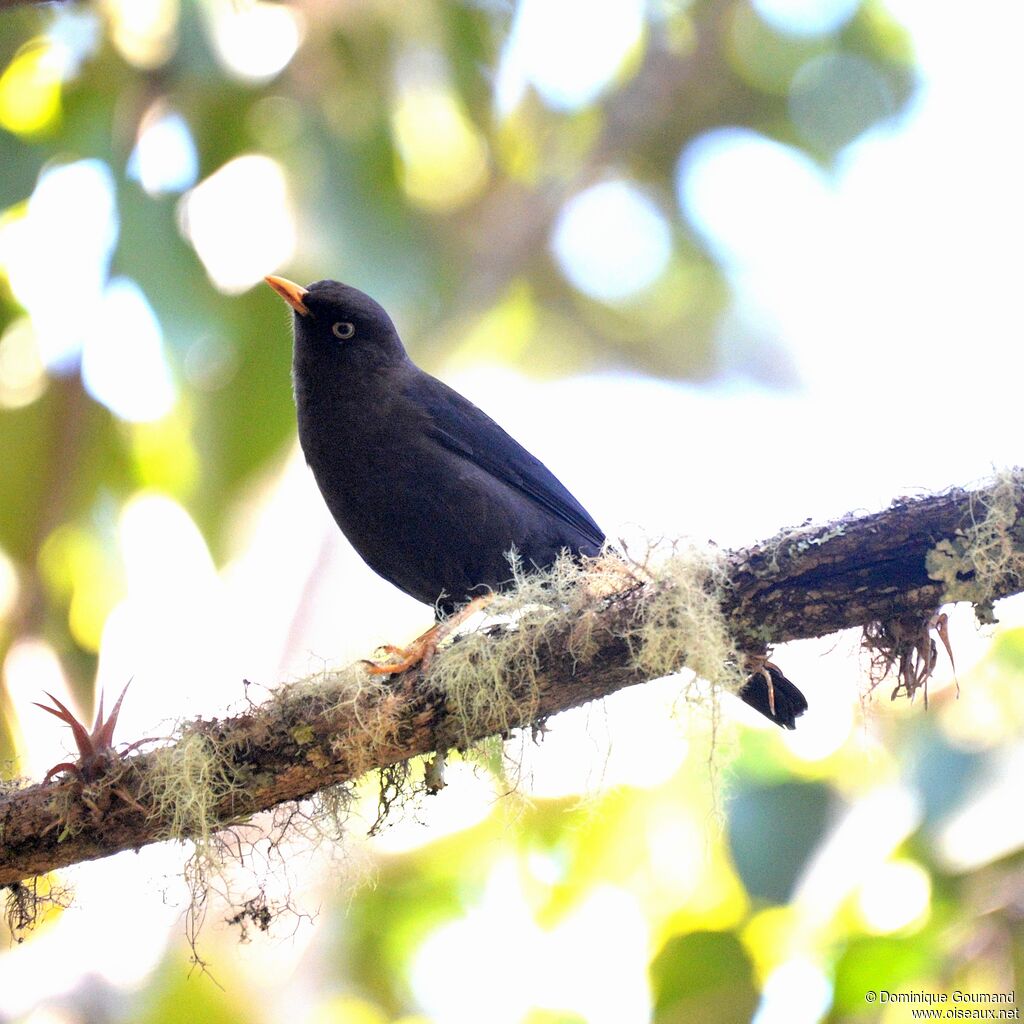 Sooty Thrush male adult