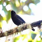 Sooty Thrush