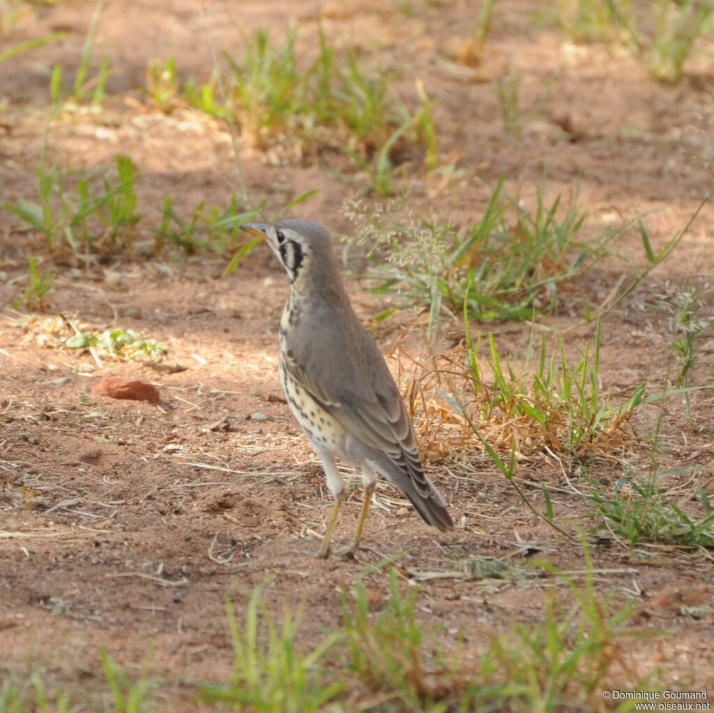 Groundscraper Thrush female