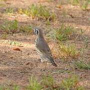 Groundscraper Thrush