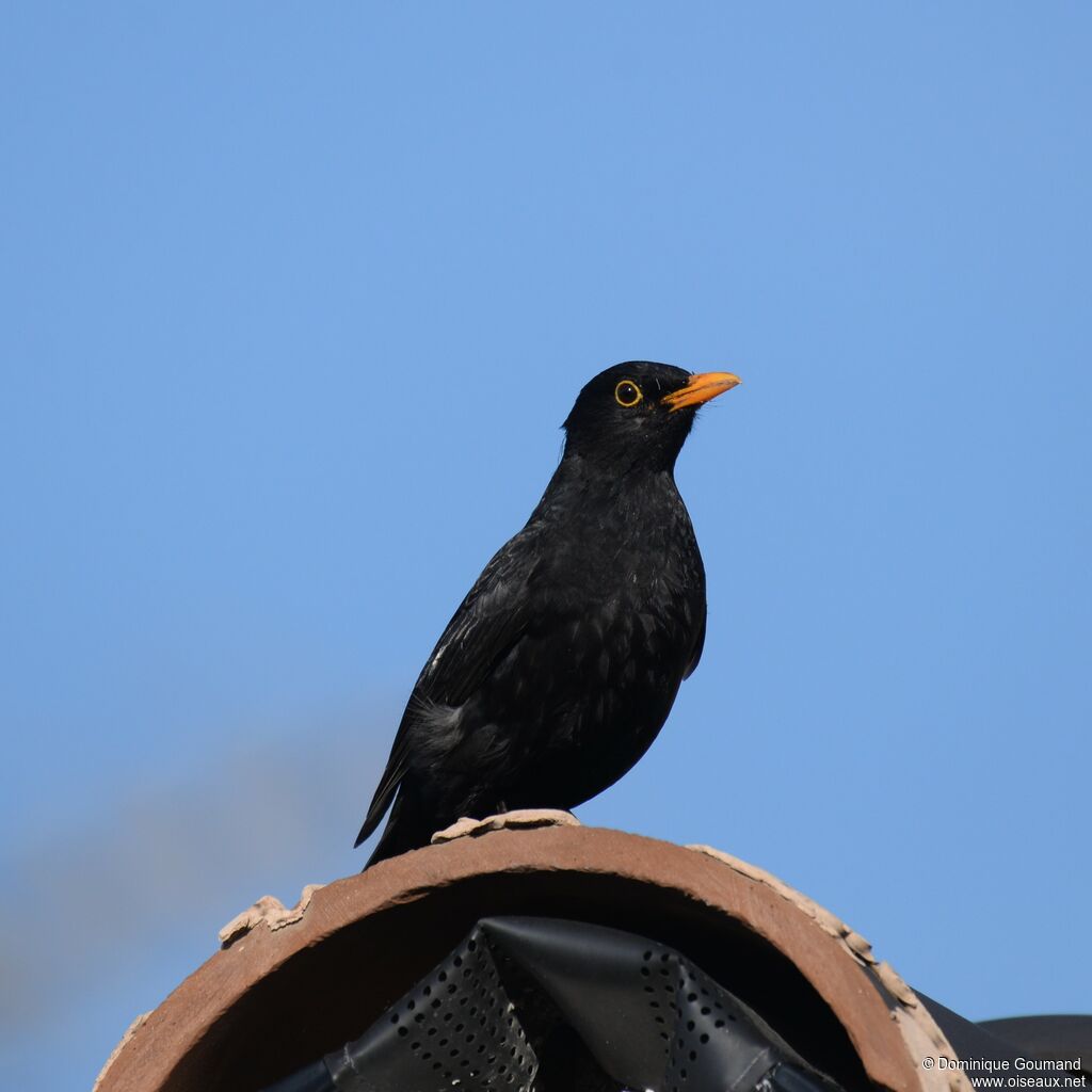 Common Blackbird male