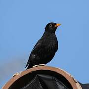 Common Blackbird