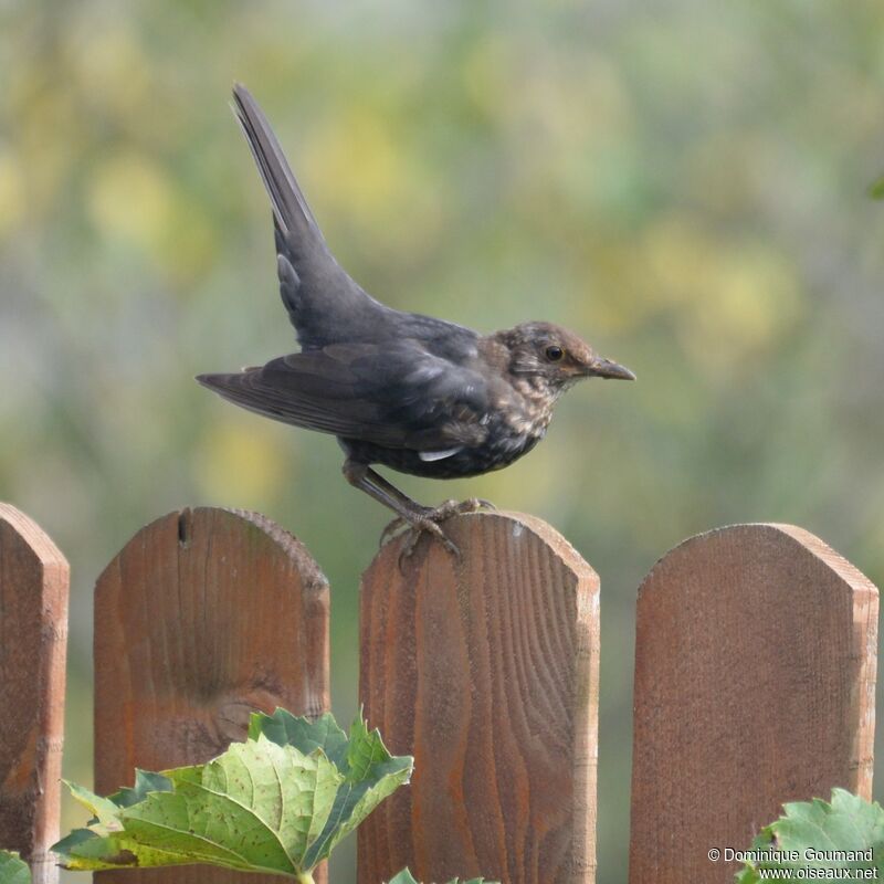 Common Blackbird female juvenile