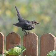 Common Blackbird