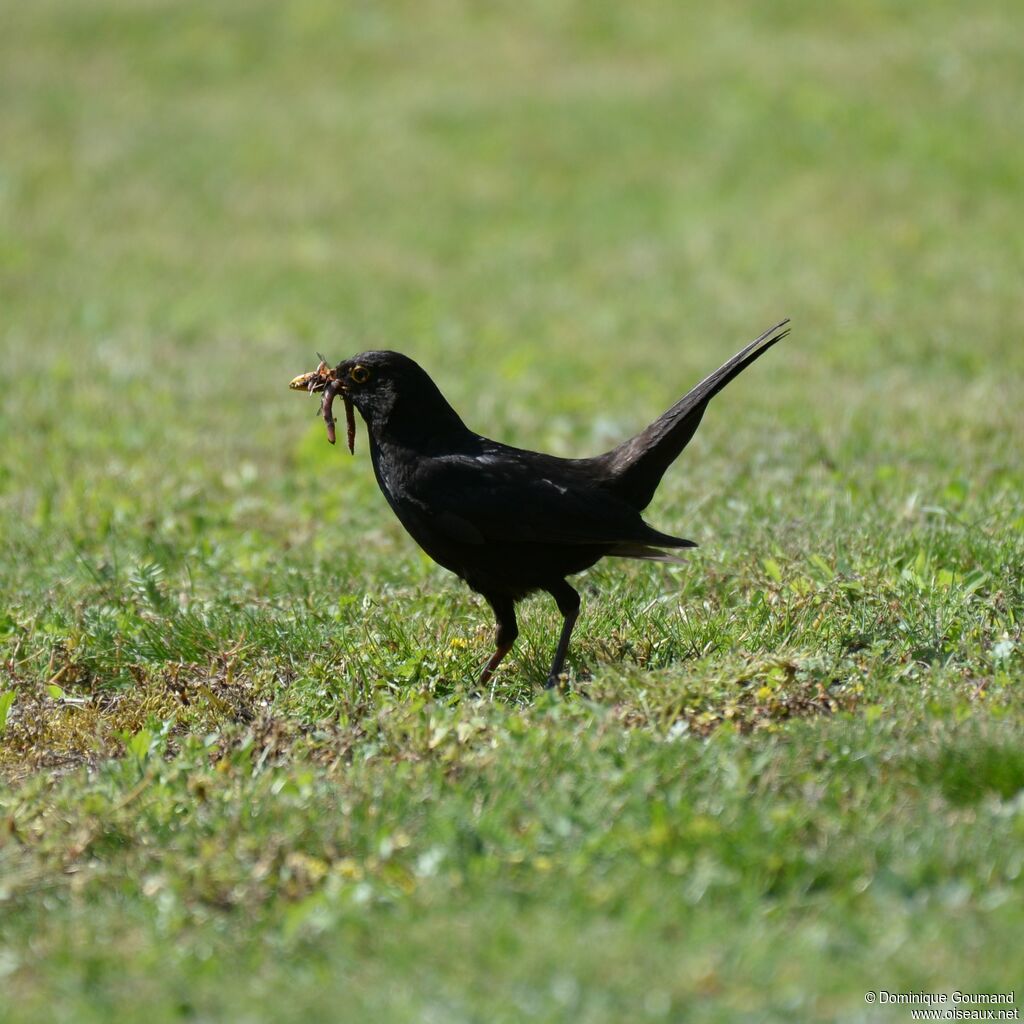 Common Blackbird male adult