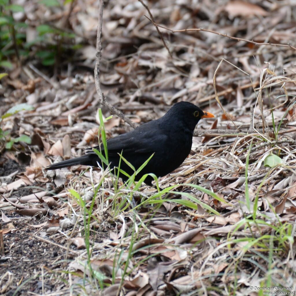 Merle noir mâle adulte