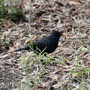 Common Blackbird