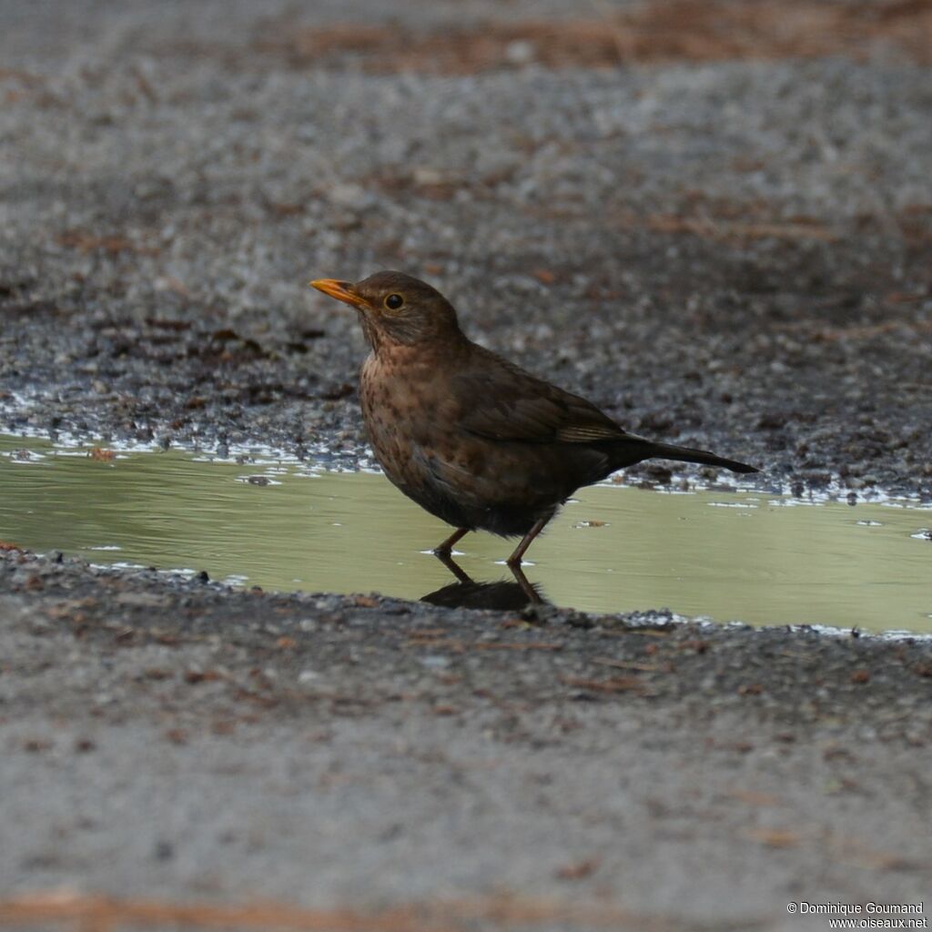 Common Blackbird female