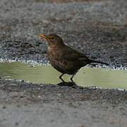 Common Blackbird