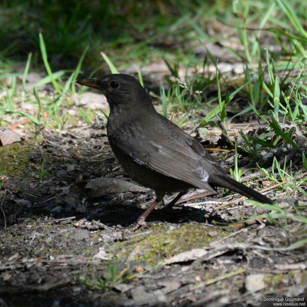 Common Blackbird