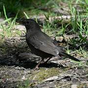 Common Blackbird