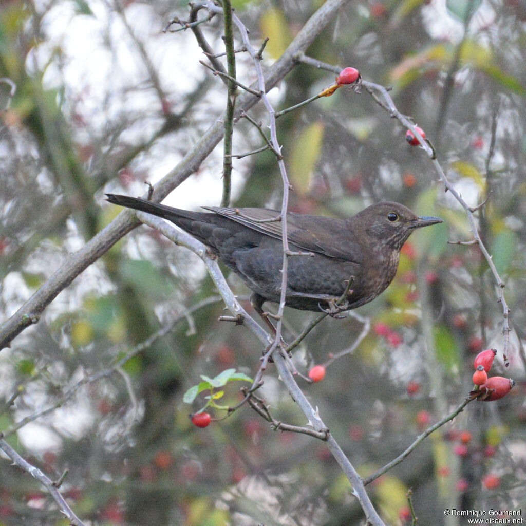 Common Blackbird female adult