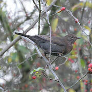 Common Blackbird