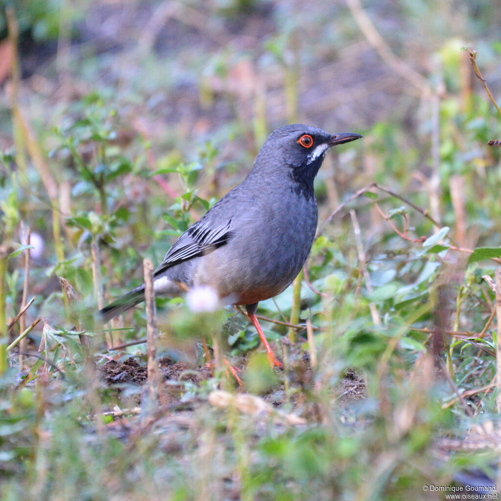 Merle vantardadulte, identification