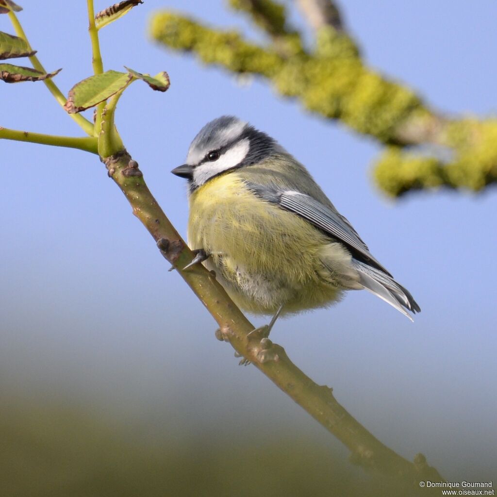 Eurasian Blue Tit