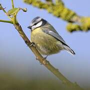 Eurasian Blue Tit